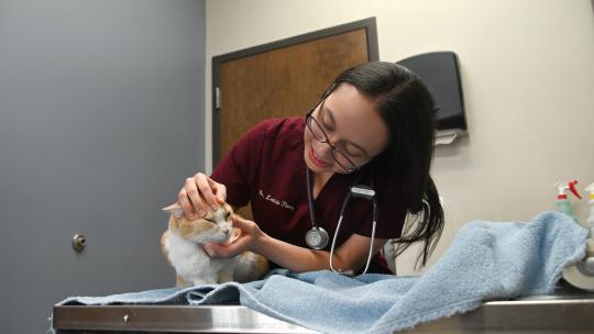 Veterinarian with Cat